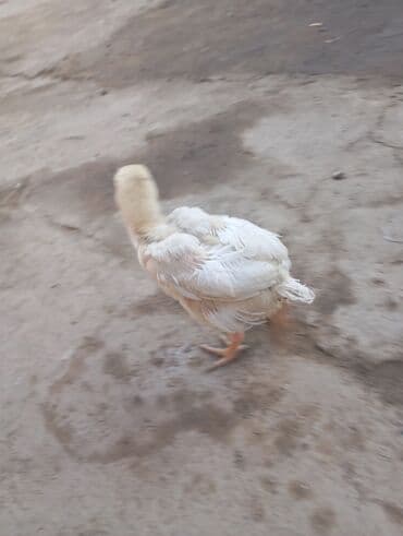 объявления о пропаже животных: Продаю | Цыплята | Дакан | Для разведения — 1