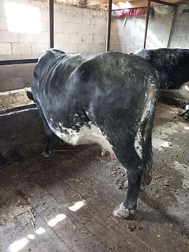 карова талас: Продаю | Корова (самка), Тёлка — 1