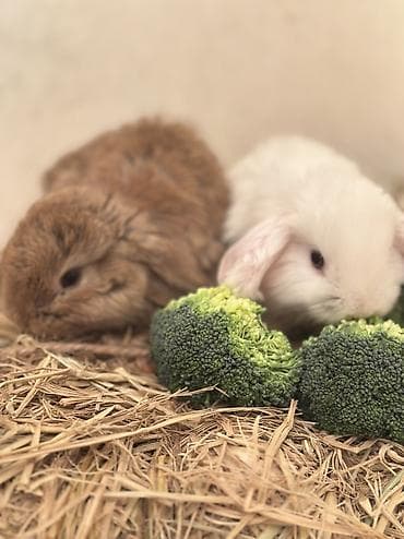 Декоративные кролики: Три белых и один коричневый 🥰😍🐰 вислоухие малышки😍🐰 Окрас: белый с — 1