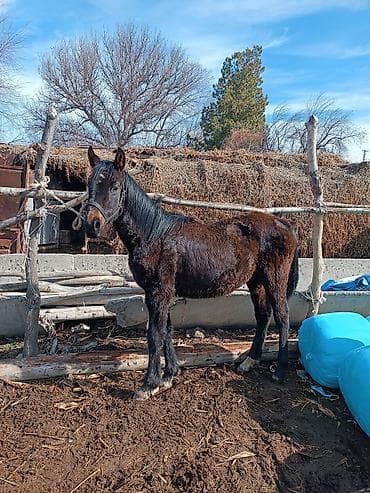 китайская хохлатая собака: Продаю | Жеребенок | Рабочий, Конный спорт — 2