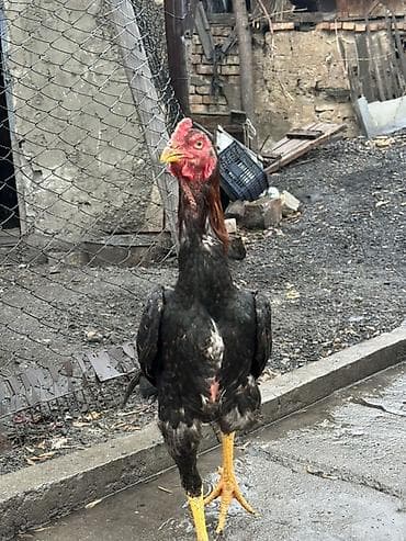 продам курей: Продаю | Петух | Бойцовая, Дакан | Для разведения — 2