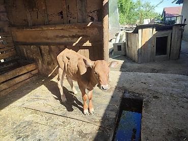 продам телят бычков: Продаю | Музоо, торпок | Алатауская, Симментальская | На откорм | Искусственник — 5