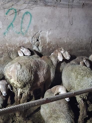 Үй жаныбарлары: Сатам | Ургаачы кой (ургаачы) | Көбөйтүү үчүн | Ургаачы — 1