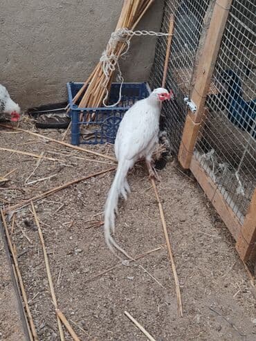 купить инкубационное яйцо с доставкой в регионы: Фазан декоративный, белый (возможно серебристый вариант окраса) — 5