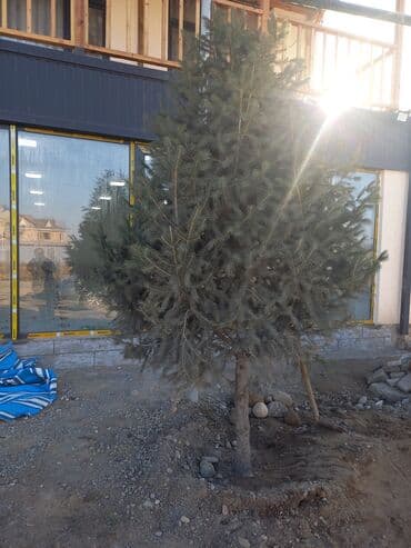 набор ключей для автомобиля б у: Ель голубая (Picea pungens), взрослое сформированное дерево для — 3