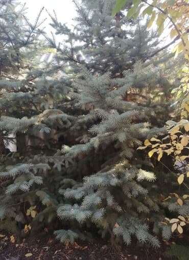 полька малина кочот: Саженцы деревьев: Ели — 1