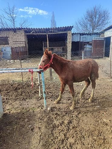 Продаю | Жеребенок | Для разведения at lalafo.kg Продаю | Жеребенок | Для разведения