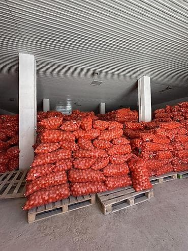 Лук: Лук Оптом — 2