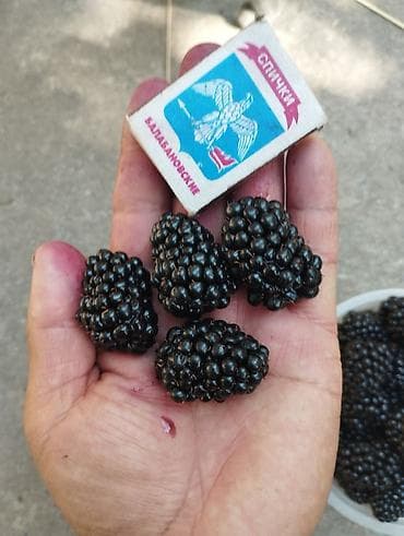 Крупы, мука, сахар: Ежевика — 4