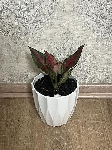 калате: Комнатные растения в декоративных горшках 1) Калатея (Calathea) с — 2