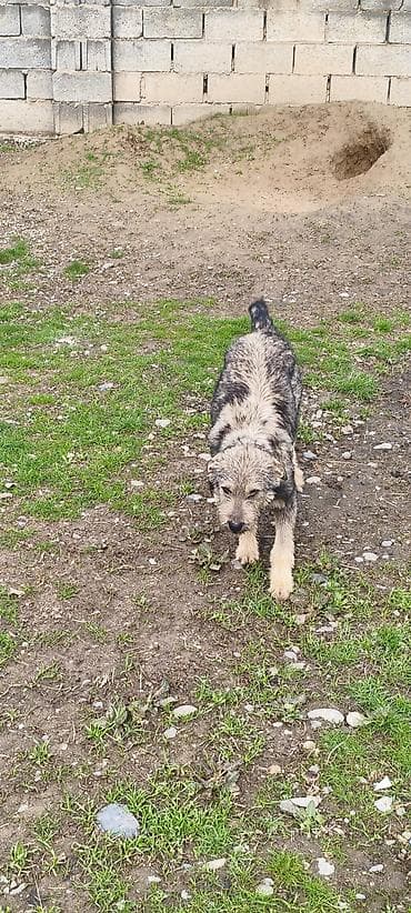 Животные: Собака даром: 4 месяца, Самка — 2