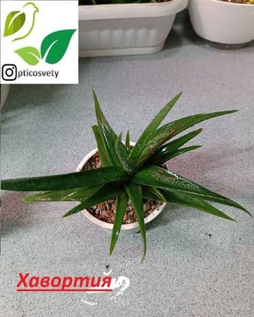 полка для цветов с подсветкой: Продаю комнатные цветы в ассортименте — 6