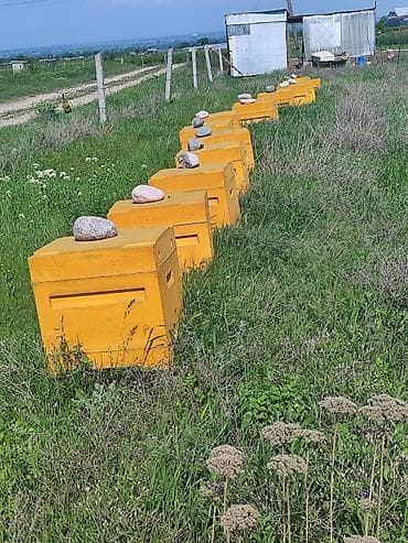 аары ящик алам: Улья2х корпусной деревянный ящик, системы Дадан. Пустые ящики — 7