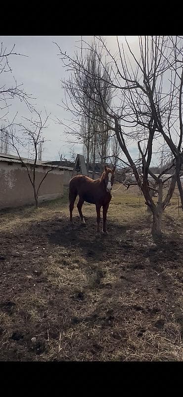 скот обмен: Продаю | Жеребец | Дончак — 4