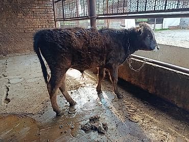птицы бишкека: Продаю | Бык (самец) | На откорм | Привязанные — 1