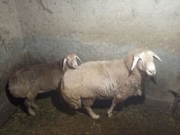 Продаю | Овца (самка) | Для разведения | Матка