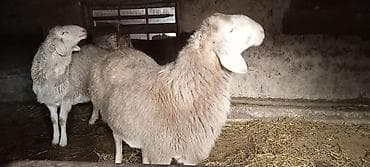 бишкек собака: Сатам | Кочкор (эркек) | Көбөйтүү үчүн — 4