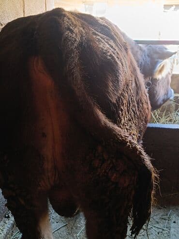 товары для собак: Продаю | Бык (самец) | Швицкая | Для разведения, Для молока | Осеменитель, Искусственник — 9