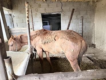 кон: Продаю | Жеребец | На забой — 2