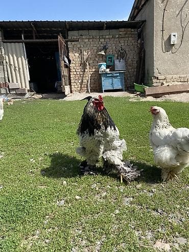 фазаны жвотный: Продаю | Куры | Брама | Для разведения — 2