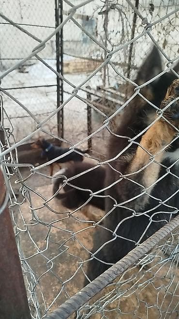 гуси линда: Щенок немецкой овчарки - Окрас: классический черно‑подпалый. - — 1