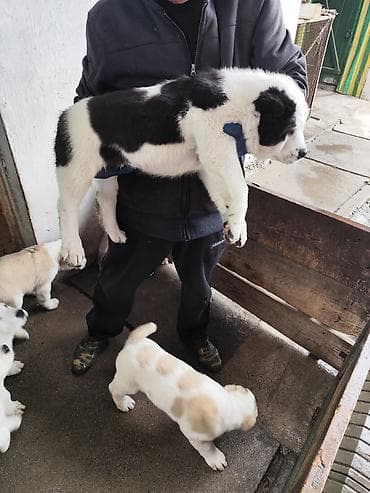 алабай кучук алам: Щенки среднеазиатской овчарки (Алабаи)дата рожд.03.01.26г.Щенки — 3