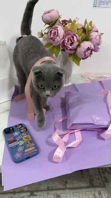 chi su: Скотиш Фолд (Шотландская вислоухая), 1 год, Девочка, Голубой, Приучена к лотку — 4