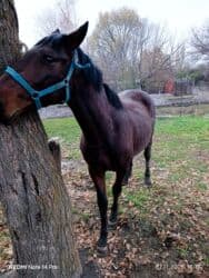 цены породистых собак: Сатам | Жылкы (эркек), Байтал — 8