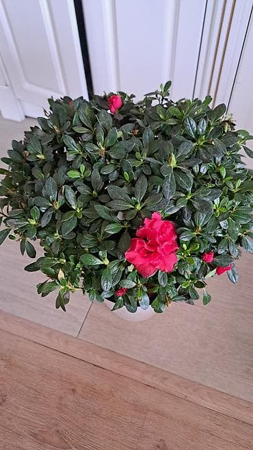 азалия цветок: Продаётся Азалия — 2