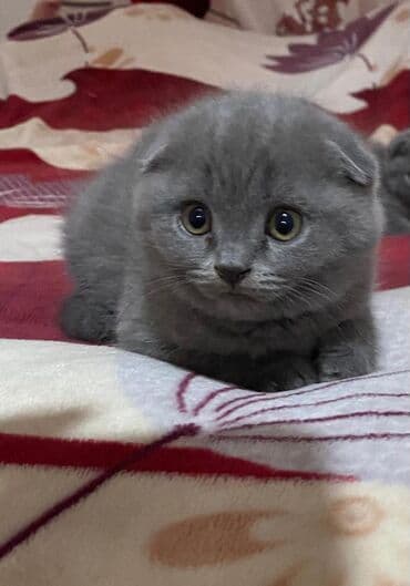идентификация киви кошелька в кыргызстане бесплатно: Скотиш Фолд (Шотландская вислоухая), 1 месяц, Мальчик, Голубой, Приучена к лотку — 1