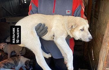 трекер для животных: Щенки алабая, 3,5 месяца.Привитые. Окрас преимущественно светлый — 5