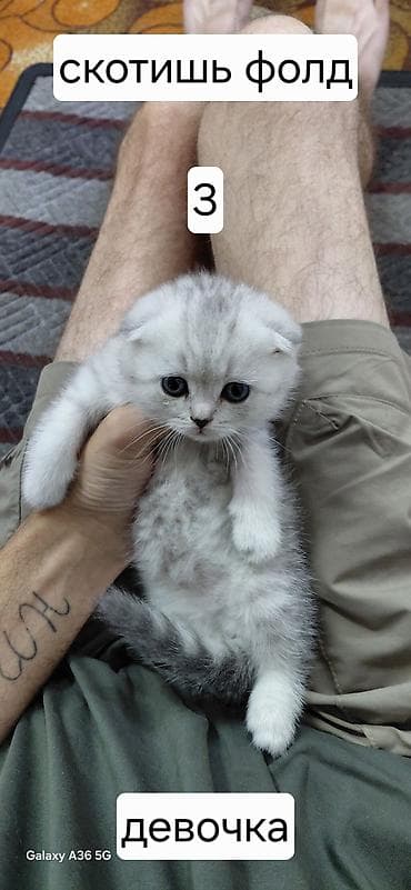 ищу котят: Продаются котята Шотланской породы, в помете 4 котенка 3 девочки и 1 — 7