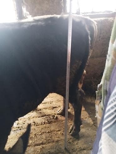 утки жирные: Продаю | Бык (самец) | На откорм | Привязанные — 6