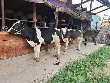 Продаю | Бык (самец) | Голштин, Алатауская, Швицкая | На откорм at lalafo.kg Продаю | Бык (самец) | Голштин, Алатауская, Швицкая | На откорм