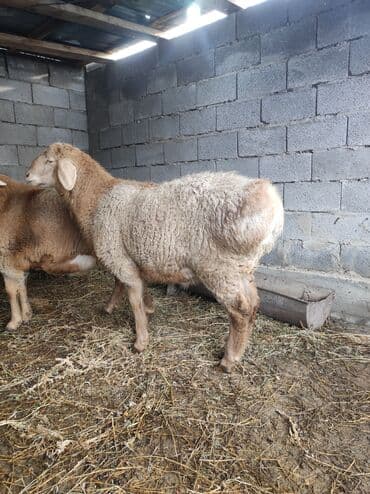 саман кант: Продаю | Баран (самец) | На забой, Для разведения — 2