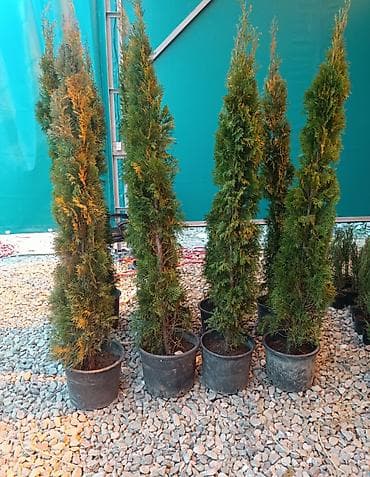 АКЦИЯ последние 10 штТуя западная (колоновидные саженцы) - at lalafo.kg АКЦИЯ последние 10 штТуя западная (колоновидные саженцы) -