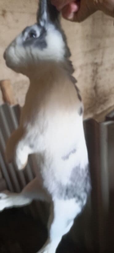 домики для котят: Другое — 6