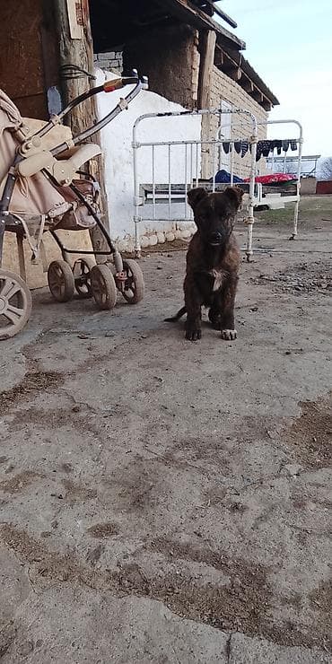 такса собаки: Щенок средних размеров, тигрового окраса. Короткая шерсть, белая — 1