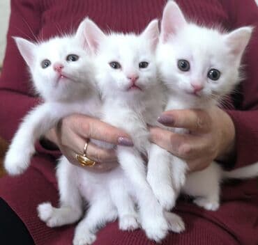 сколько стоит домик для кошки: Белоснежные котята с мягкой шелковистой шерсткой и розовыми носиками — 1