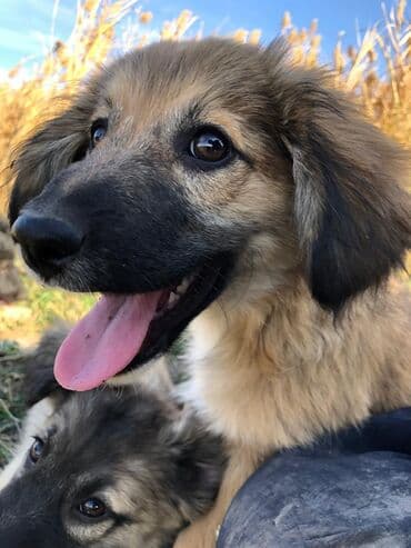 Вязка собак: Щеноки бардер-колли, среднего размера . умные,домашние,мальчики.6 — 5