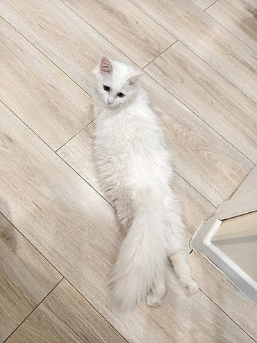 Үй жаныбарлары үчүн товарлар: Жоголгон : Породасыз, Ургаачы, Ак — 3