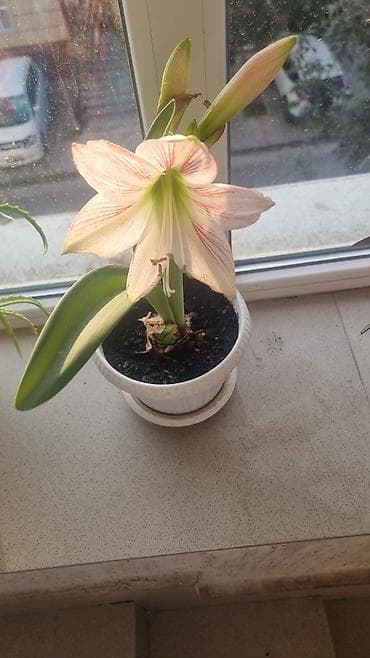 Гиппеаструм . первая стрелка отцвела вторая пошла. Красавица!