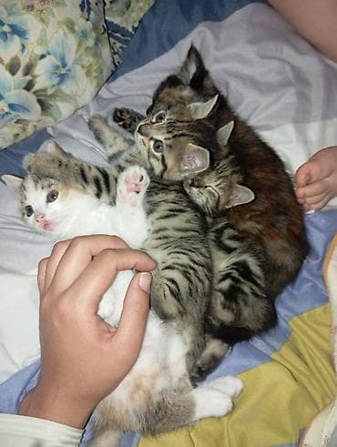 домашний кошка: Очаровательные домашние котята из одного помёта. - Окрас — 1