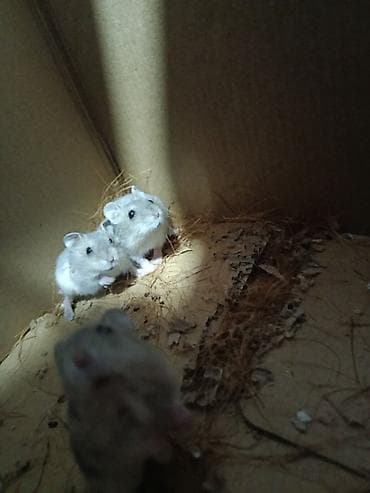 sell animal: Джунгарские хомяки (окраска серо-пепельная с белым брюшком) - — 6