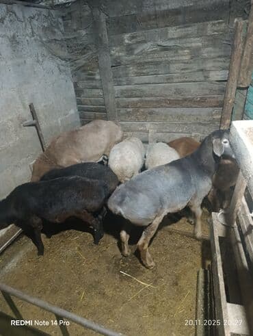 Аквариумы: Продаю | Овца (самка) | Для разведения — 6