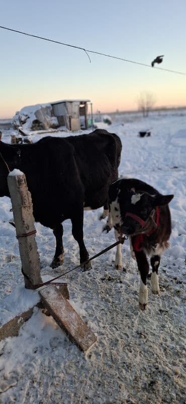 дойныйе коровы: Продаю | Корова (самка) | Полукровка | Для молока | Привязанные — 3