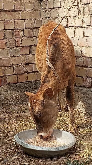 Животные: Продаю | Тёлка — 5