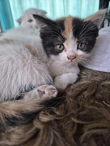голая кошка сфинкс цена: Котята продаю за 1500 сом ручные кушают всё — 1