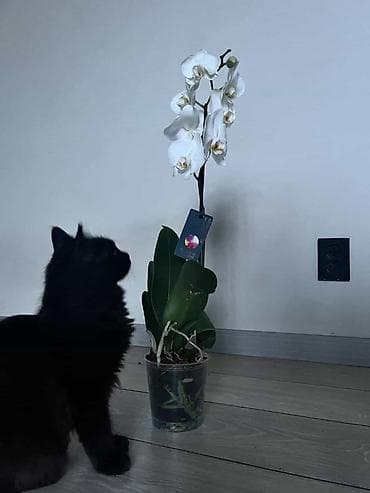 каракол кошка: Жоголгон : Эркек, Кара — 3