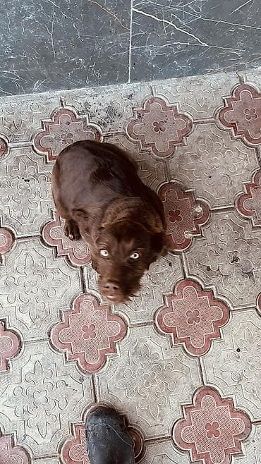 товары для собак: Курцхаар, 3 месяца, Самка — 3